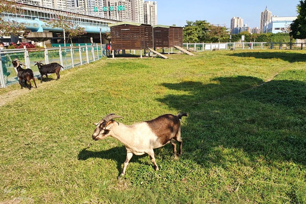 免費親子景點》浮洲藝術河濱公園vs羊咩咩的家～野餐大草皮，停車方便，騎腳踏車一日遊 - yuki.tw