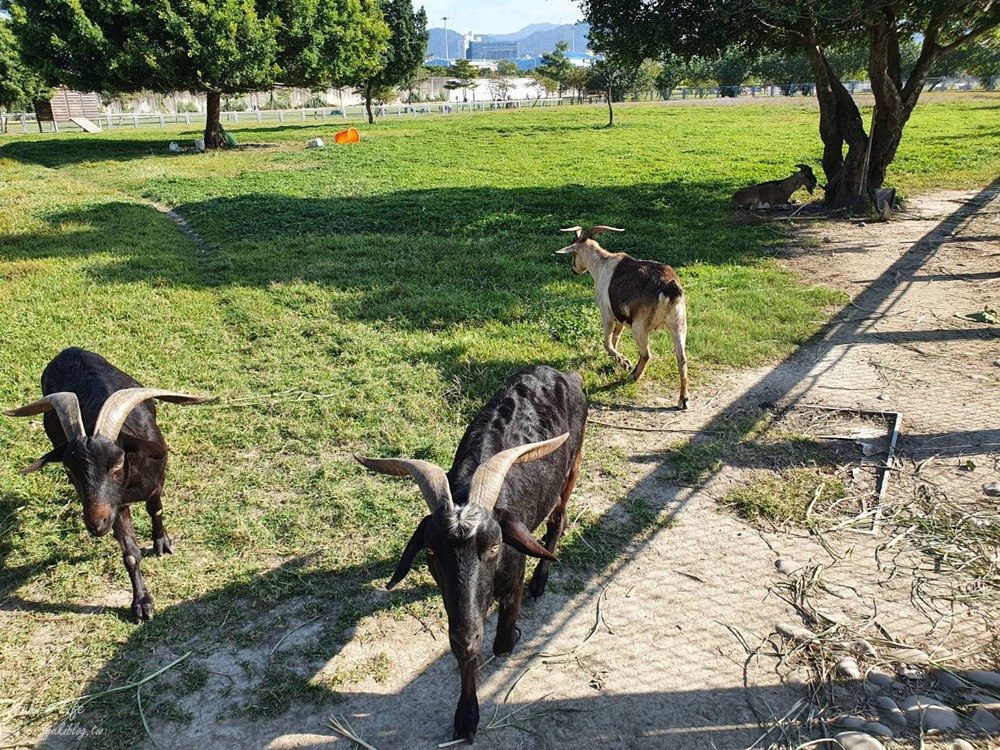 免費親子景點》浮洲藝術河濱公園vs羊咩咩的家～野餐大草皮，停車方便，騎腳踏車一日遊 - yuki.tw