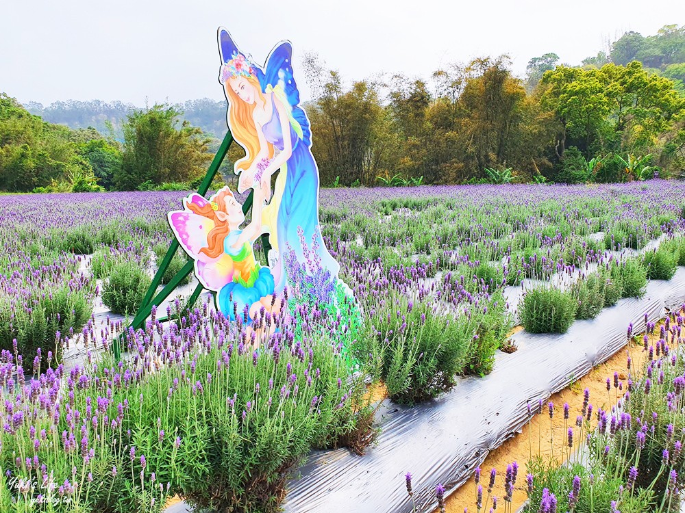 苗栗景點》葛瑞絲香草田～免門票薰衣草花海，一年就等這一季浪漫約會景點 - yuki.tw