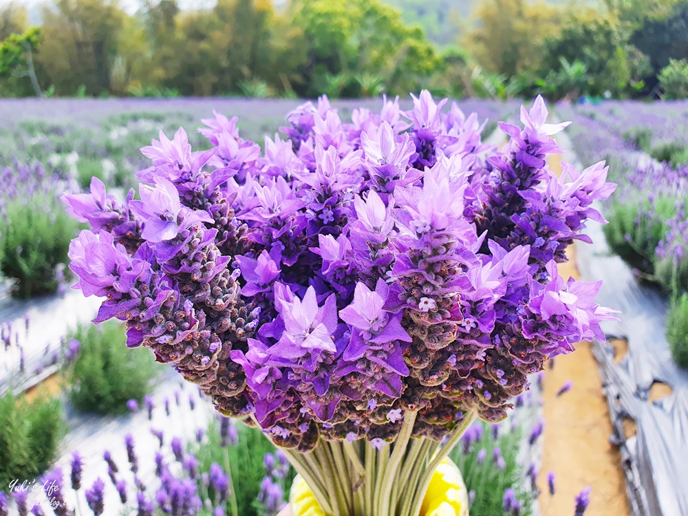 苗栗景點》葛瑞絲香草田～免門票薰衣草花海，一年就等這一季浪漫約會景點 - yuki.tw