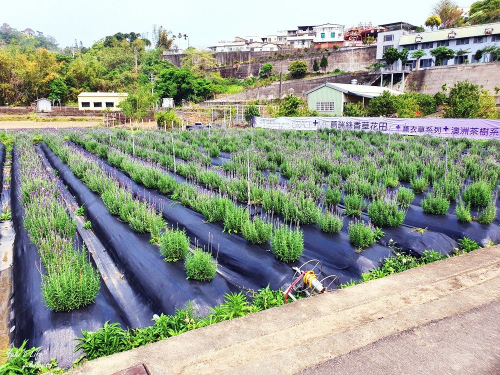 苗栗景點》葛瑞絲香草田～免門票薰衣草花海，一年就等這一季浪漫約會景點 - yuki.tw