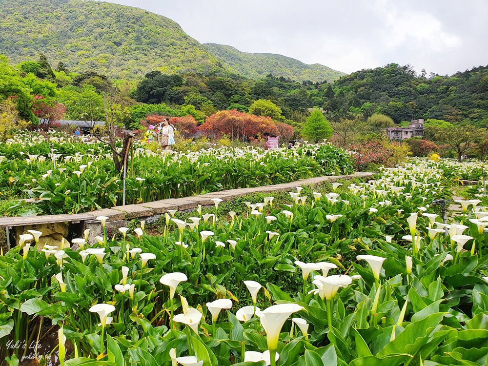 陽明山竹子湖海芋季|苗榜海芋園|賞海芋吃土雞，推薦來這家 - yuki.tw