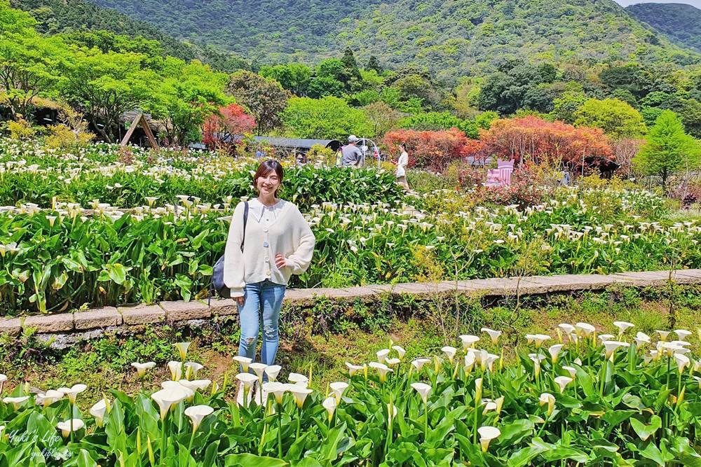 陽明山竹子湖海芋季|苗榜海芋園|賞海芋吃土雞，推薦來這家 - yuki.tw