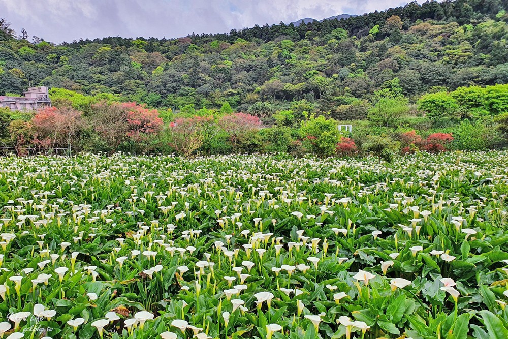 陽明山竹子湖海芋季|苗榜海芋園|賞海芋吃土雞，推薦來這家 - yuki.tw