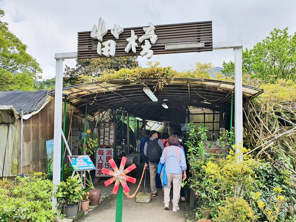 陽明山竹子湖海芋季|苗榜海芋園|賞海芋吃土雞，推薦來這家 - yuki.tw