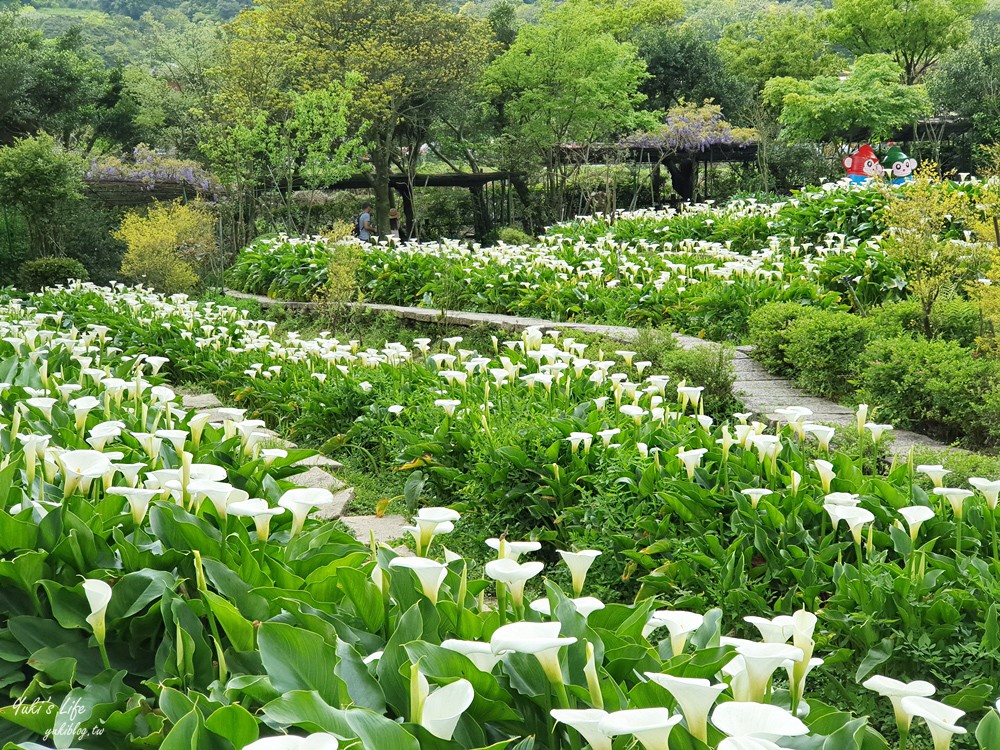 陽明山竹子湖海芋季|苗榜海芋園|賞海芋吃土雞，推薦來這家 - yuki.tw