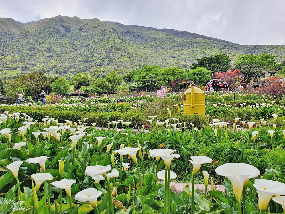 陽明山竹子湖海芋季|苗榜海芋園|賞海芋吃土雞，推薦來這家 - yuki.tw