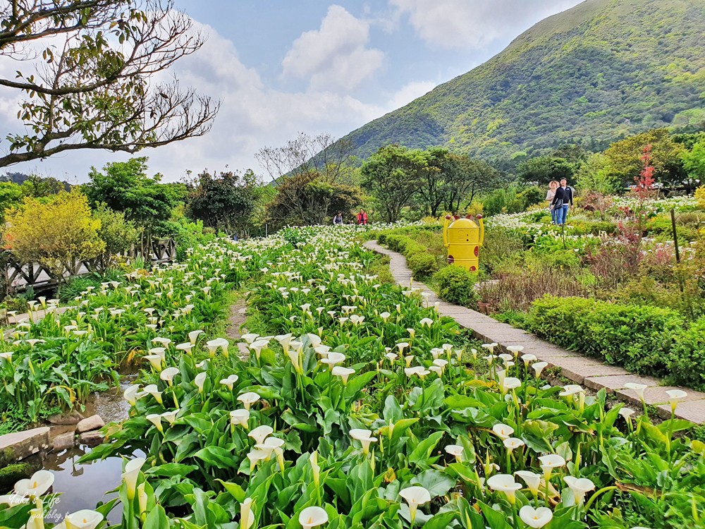 陽明山竹子湖海芋季|苗榜海芋園|賞海芋吃土雞，推薦來這家 - yuki.tw