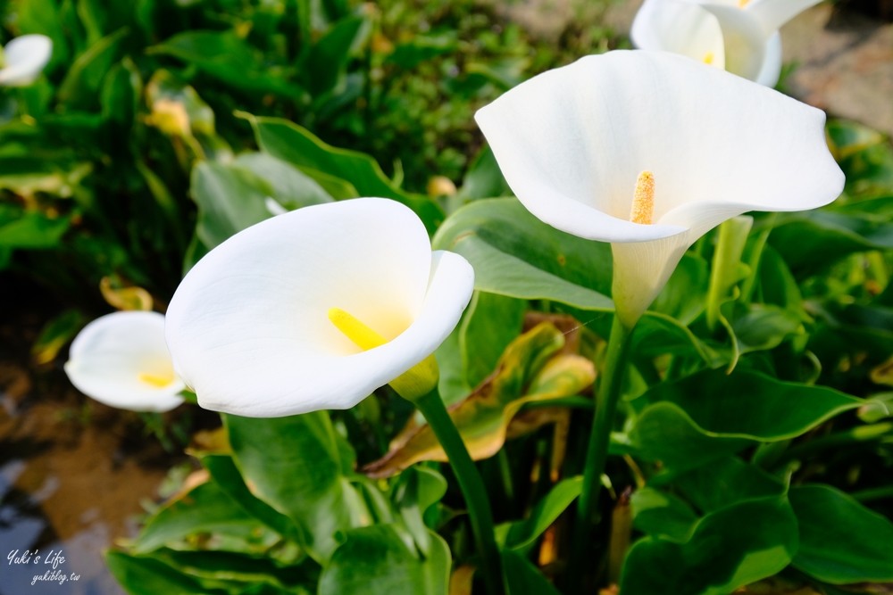 陽明山竹子湖海芋季|苗榜海芋園|賞海芋吃土雞，推薦來這家 - yuki.tw