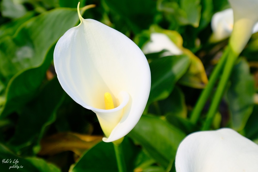 陽明山竹子湖海芋季|苗榜海芋園|賞海芋吃土雞，推薦來這家 - yuki.tw