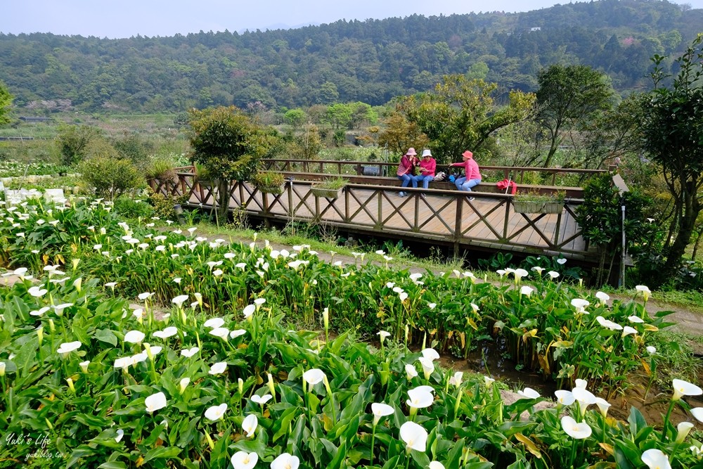 陽明山竹子湖海芋季|苗榜海芋園|賞海芋吃土雞，推薦來這家 - yuki.tw