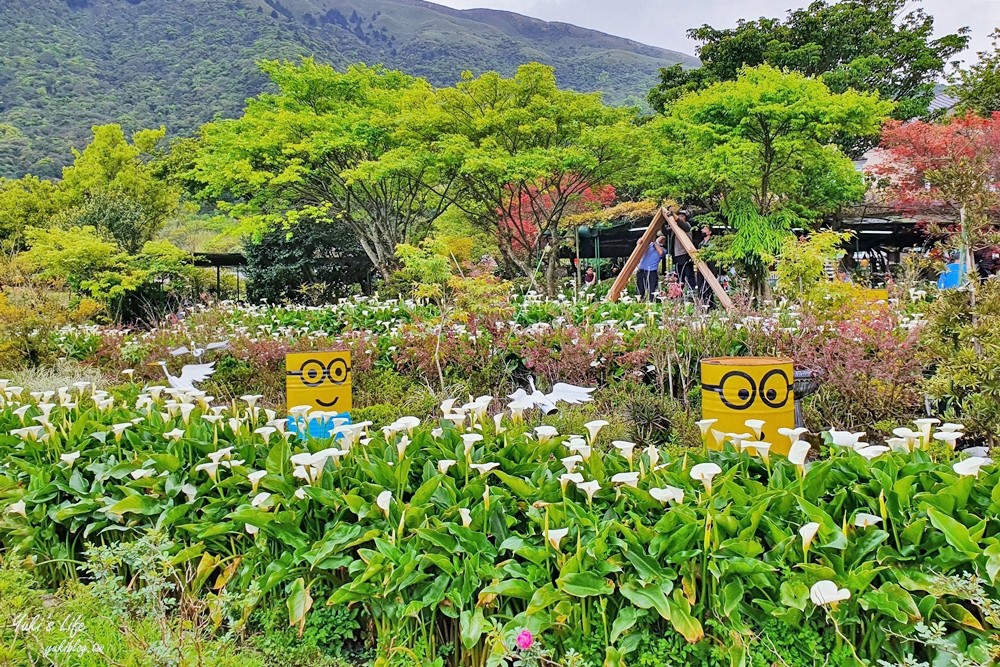 陽明山竹子湖海芋季|苗榜海芋園|賞海芋吃土雞，推薦來這家 - yuki.tw