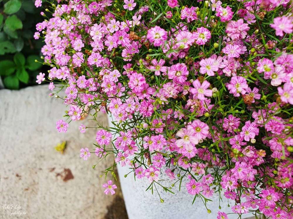 苗栗景點》雅聞七里香玫瑰森林，全台最大免門票歐風玫瑰花森林～異國風情超好逛好買又好拍！ - yuki.tw