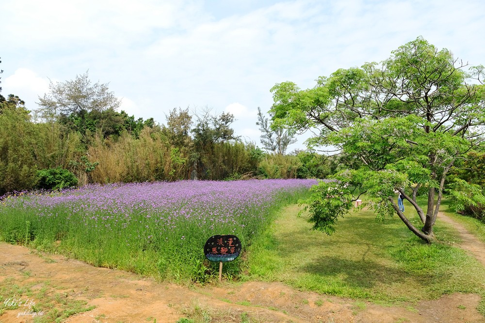 桃園景點》青林農場~超人氣親子好去處！麥桿菊花海太浪漫,草泥馬,烤肉~桃園好玩景點！ - yuki.tw