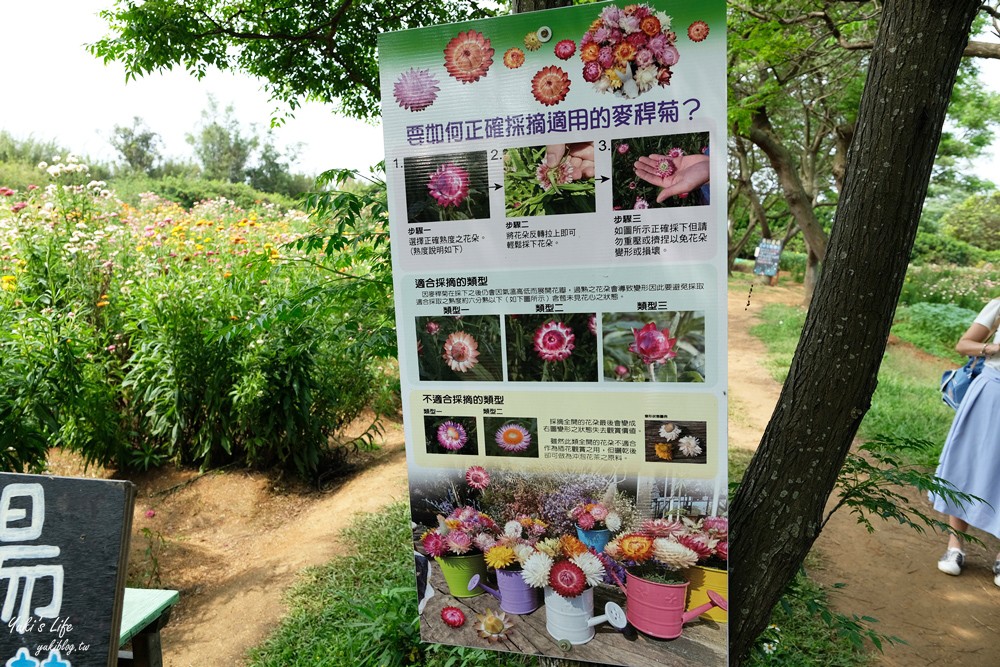 桃園景點》青林農場~超人氣親子好去處！麥桿菊花海太浪漫,草泥馬,烤肉~桃園好玩景點！ - yuki.tw