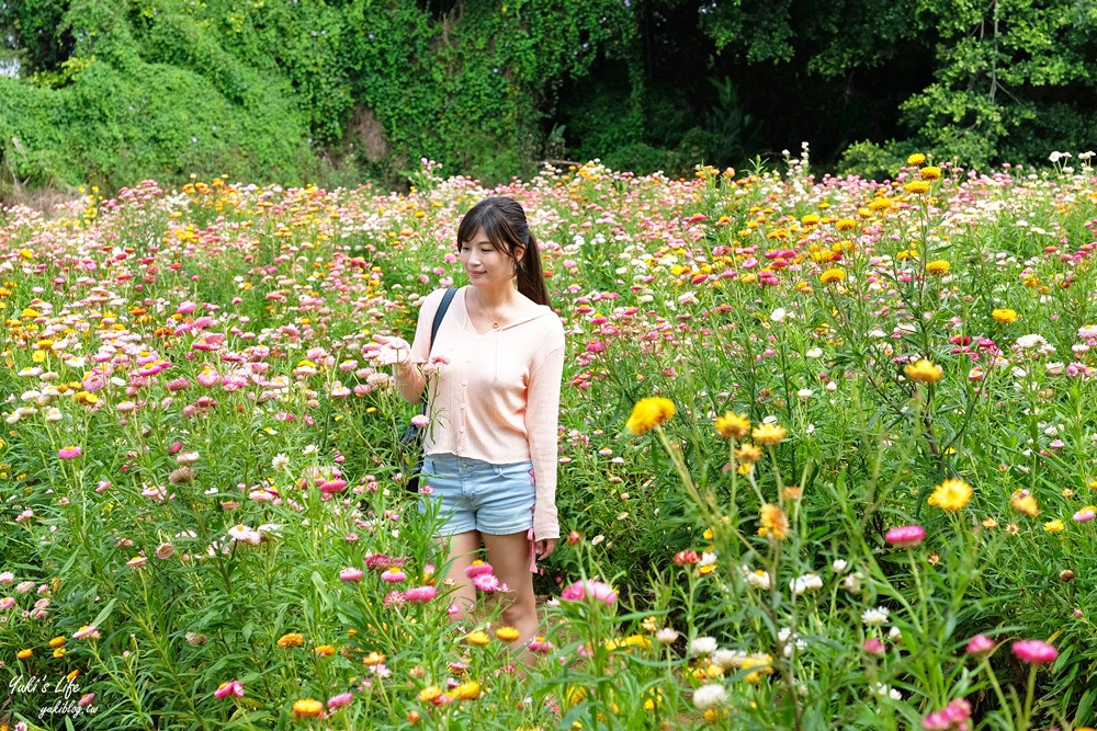 桃園景點》青林農場~超人氣親子好去處！麥桿菊花海太浪漫,草泥馬,烤肉~桃園好玩景點！ - yuki.tw