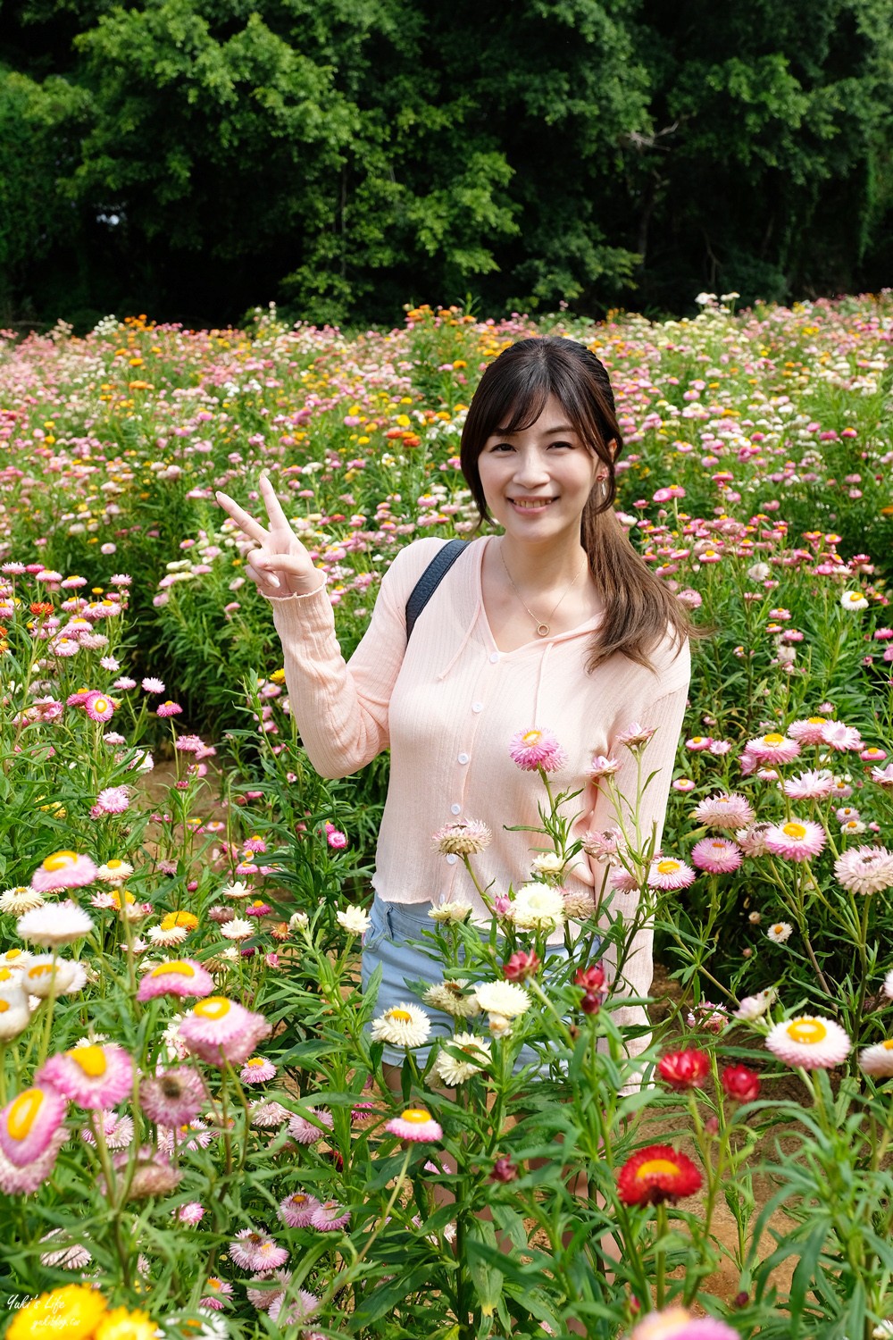 桃園景點》青林農場~超人氣親子好去處！麥桿菊花海太浪漫,草泥馬,烤肉~桃園好玩景點！ - yuki.tw