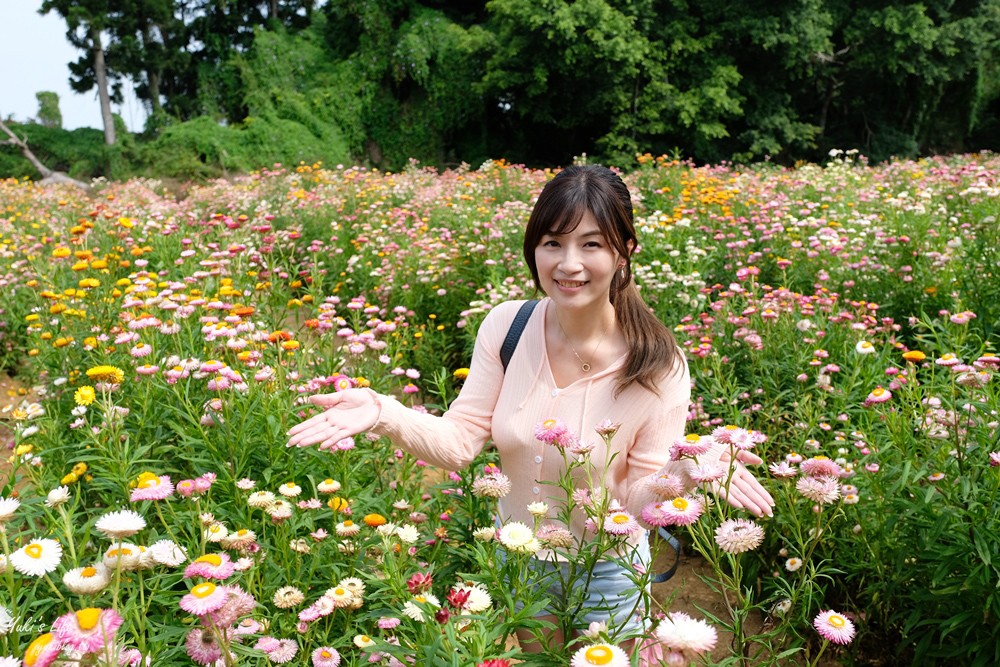 桃園景點》青林農場~超人氣親子好去處！麥桿菊花海太浪漫,草泥馬,烤肉~桃園好玩景點！ - yuki.tw