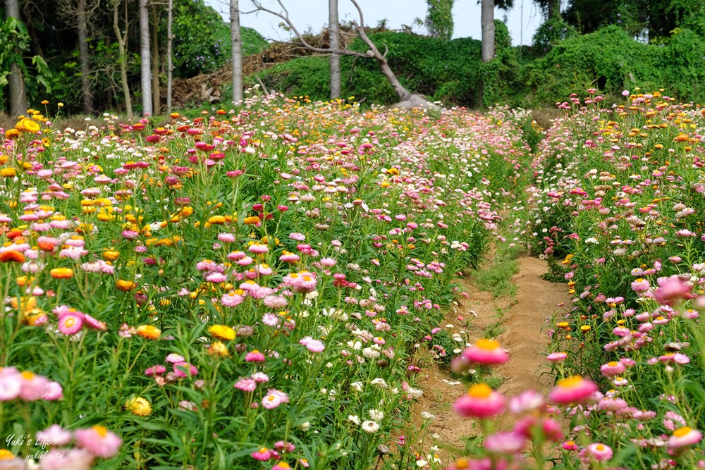 桃園景點》青林農場~超人氣親子好去處！麥桿菊花海太浪漫,草泥馬,烤肉~桃園好玩景點！ - yuki.tw