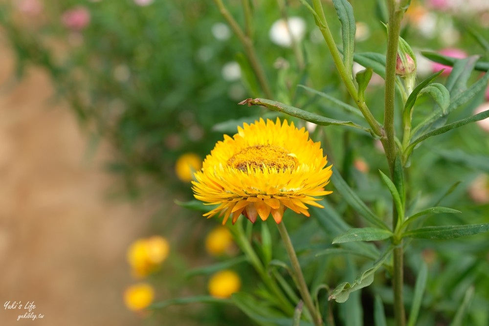 桃園景點》青林農場~超人氣親子好去處！麥桿菊花海太浪漫,草泥馬,烤肉~桃園好玩景點！ - yuki.tw