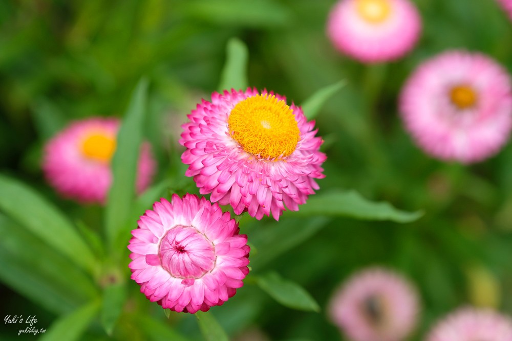 桃園景點》青林農場~超人氣親子好去處！麥桿菊花海太浪漫,草泥馬,烤肉~桃園好玩景點！ - yuki.tw