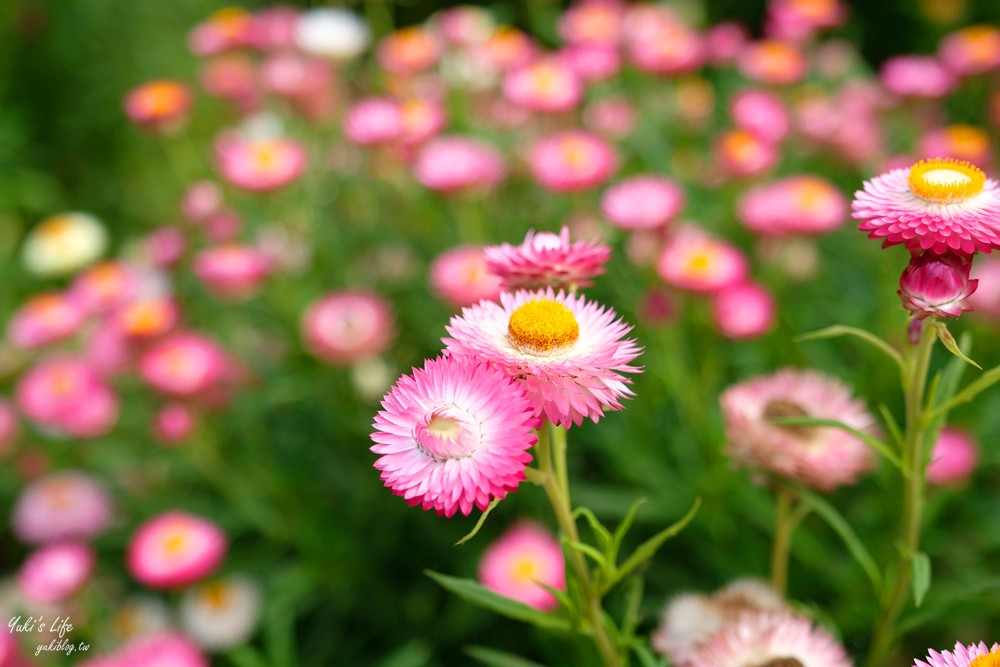 桃園景點》青林農場~超人氣親子好去處！麥桿菊花海太浪漫,草泥馬,烤肉~桃園好玩景點！ - yuki.tw