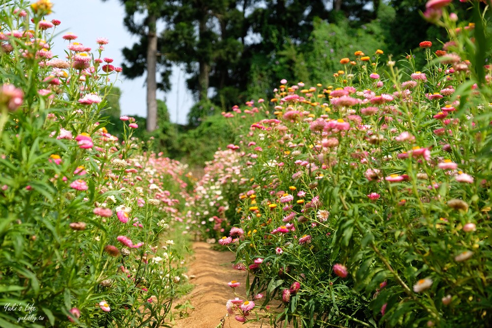 桃園景點》青林農場~超人氣親子好去處！麥桿菊花海太浪漫,草泥馬,烤肉~桃園好玩景點！ - yuki.tw