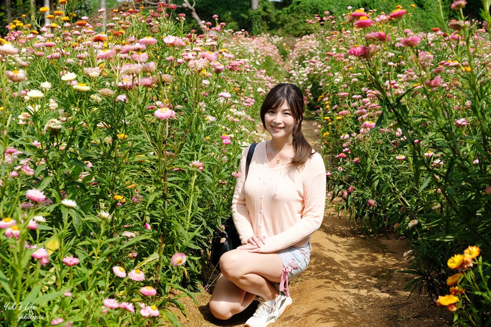 桃園景點》青林農場~超人氣親子好去處！麥桿菊花海太浪漫,草泥馬,烤肉~桃園好玩景點！ - yuki.tw