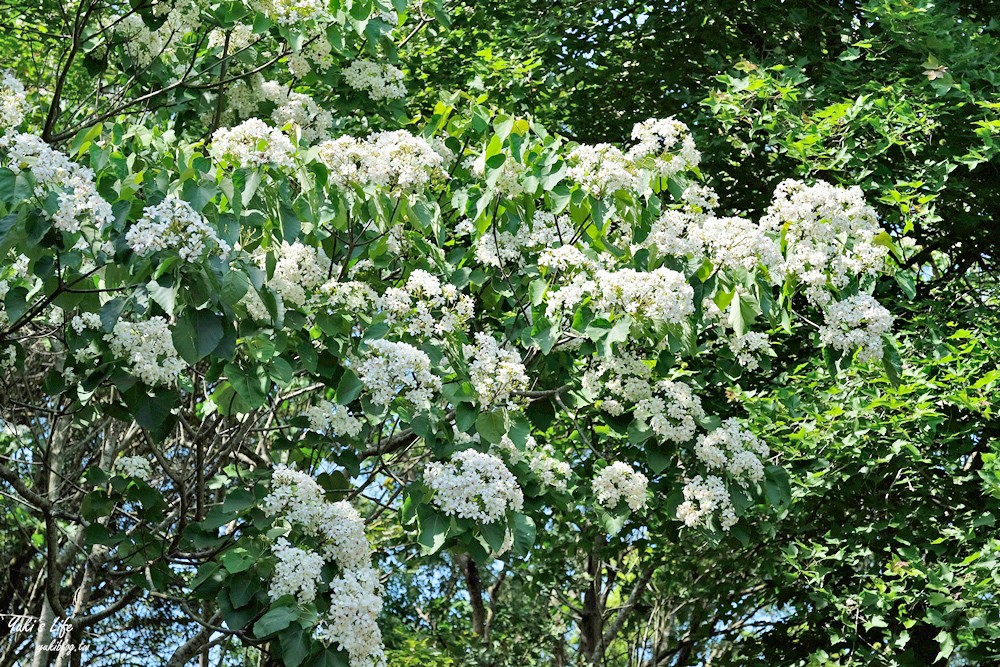 苗栗親子景點》西湖渡假村～安徒生童話世界好逛又好拍！苗栗一日遊必玩景點就來這兒～ - yuki.tw