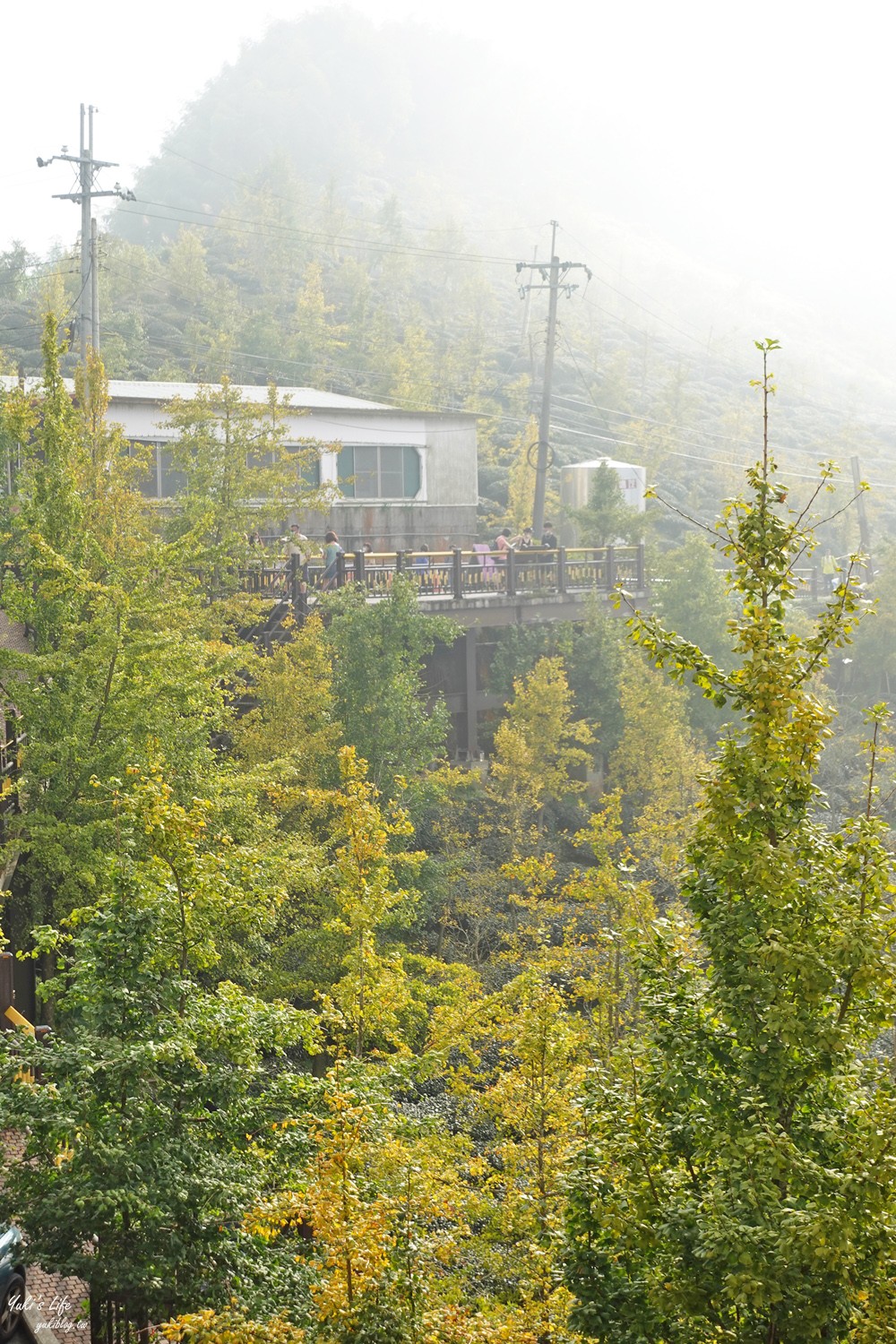 大崙山銀杏森林》入秋限定～黃色耀眼森林景色！品嚐特別的銀杏火鍋！ - yuki.tw