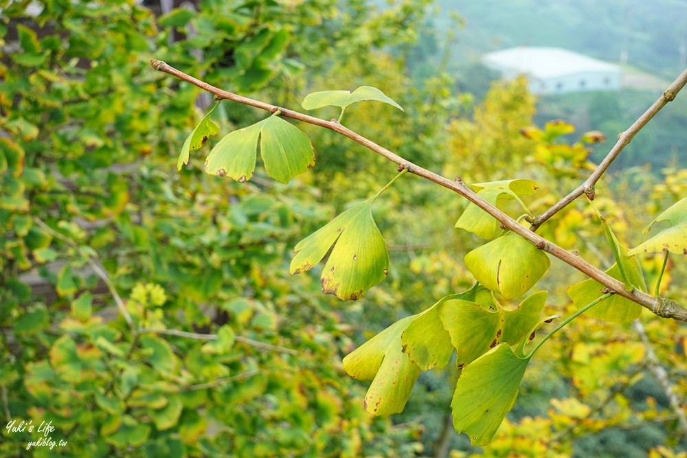 大崙山銀杏森林》入秋限定～黃色耀眼森林景色！品嚐特別的銀杏火鍋！ - yuki.tw