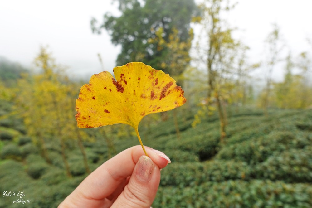 大崙山銀杏森林》入秋限定～黃色耀眼森林景色！品嚐特別的銀杏火鍋！ - yuki.tw