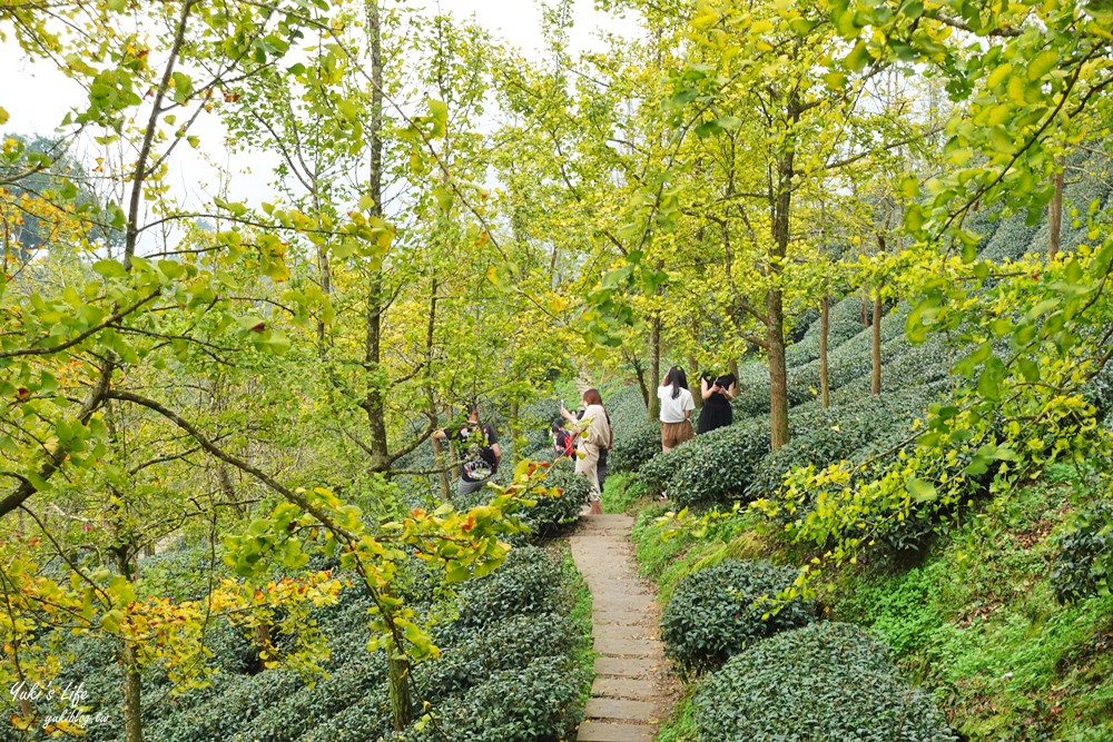 大崙山銀杏森林》入秋限定～黃色耀眼森林景色！品嚐特別的銀杏火鍋！ - yuki.tw