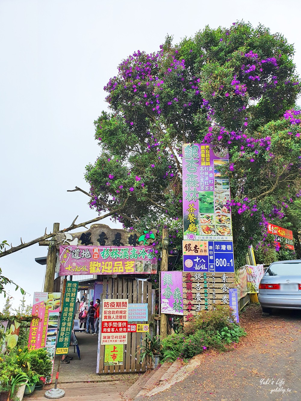 大崙山銀杏森林》入秋限定～黃色耀眼森林景色！品嚐特別的銀杏火鍋！ - yuki.tw