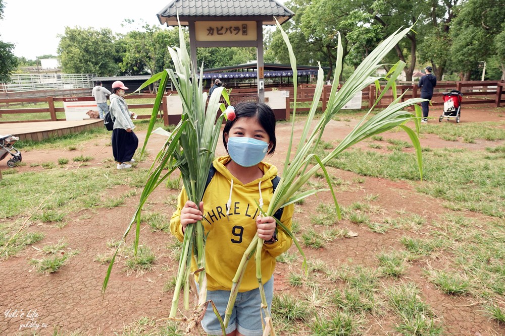 野餐好去處~來去萌萌村與水豚有約！超人氣水豚君、草泥馬~動物好可愛~還能騎車逛園區~ - yuki.tw