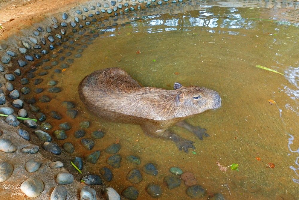 野餐好去處~來去萌萌村與水豚有約！超人氣水豚君、草泥馬~動物好可愛~還能騎車逛園區~ - yuki.tw