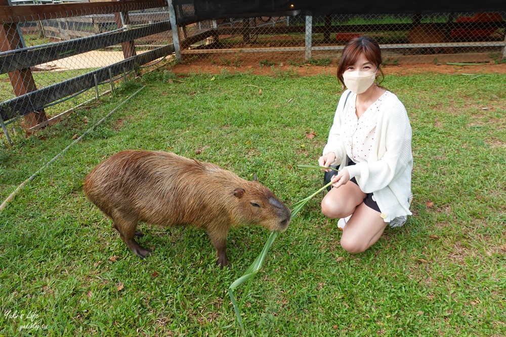 野餐好去處~來去萌萌村與水豚有約！超人氣水豚君、草泥馬~動物好可愛~還能騎車逛園區~ - yuki.tw