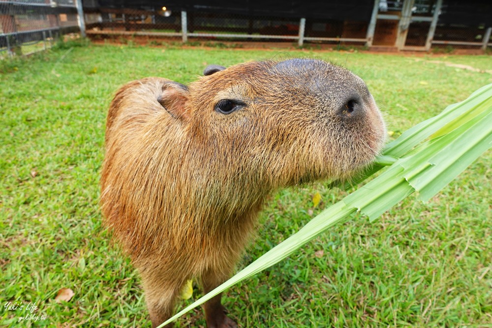 野餐好去處~來去萌萌村與水豚有約！超人氣水豚君、草泥馬~動物好可愛~還能騎車逛園區~ - yuki.tw