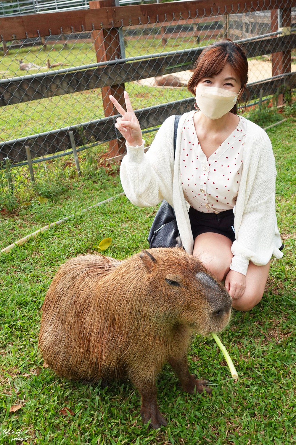 野餐好去處~來去萌萌村與水豚有約！超人氣水豚君、草泥馬~動物好可愛~還能騎車逛園區~ - yuki.tw