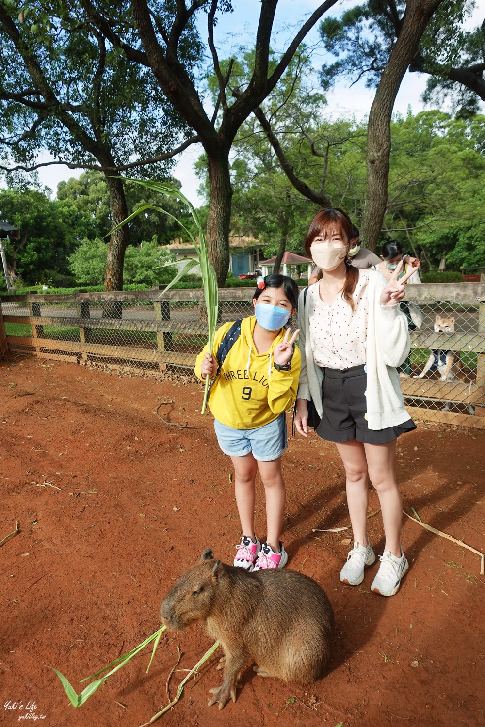 野餐好去處~來去萌萌村與水豚有約！超人氣水豚君、草泥馬~動物好可愛~還能騎車逛園區~ - yuki.tw