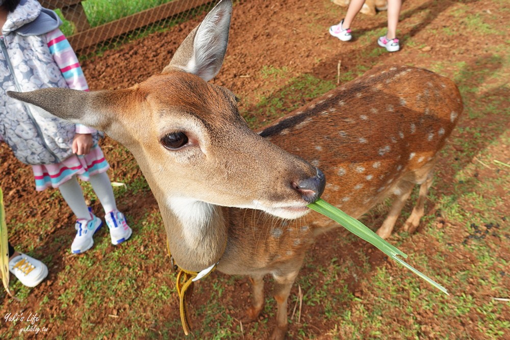 野餐好去處~來去萌萌村與水豚有約！超人氣水豚君、草泥馬~動物好可愛~還能騎車逛園區~ - yuki.tw