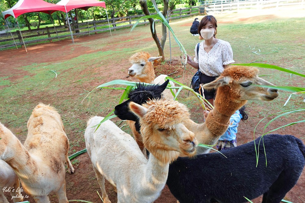 野餐好去處~來去萌萌村與水豚有約！超人氣水豚君、草泥馬~動物好可愛~還能騎車逛園區~ - yuki.tw