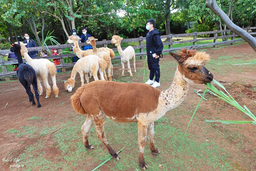 野餐好去處~來去萌萌村與水豚有約！超人氣水豚君、草泥馬~動物好可愛~還能騎車逛園區~ - yuki.tw