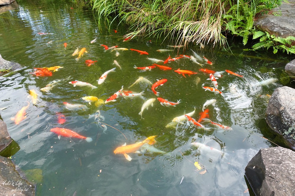 野餐好去處~來去萌萌村與水豚有約！超人氣水豚君、草泥馬~動物好可愛~還能騎車逛園區~ - yuki.tw