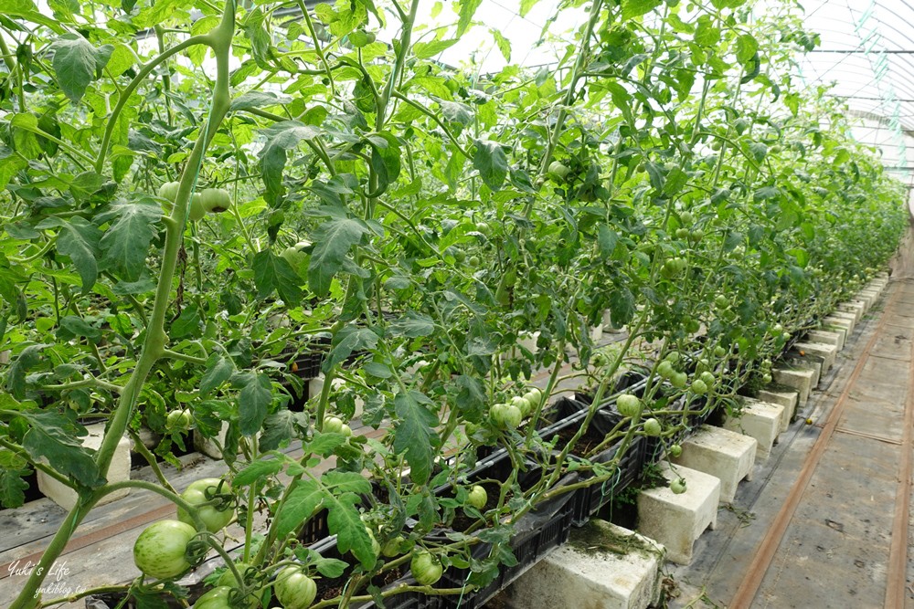新竹關西景點》金勇DIY番茄農場~30多個品種番茄聯合國主題！番茄餐、搗麻糬(免門票) - yuki.tw