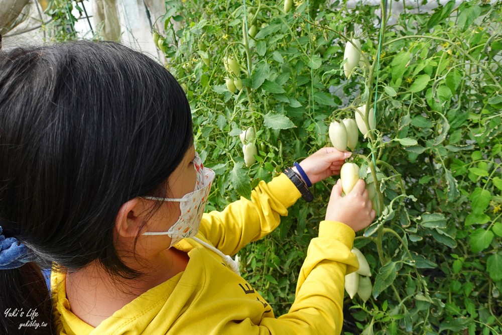 新竹關西景點》金勇DIY番茄農場~30多個品種番茄聯合國主題！番茄餐、搗麻糬(免門票) - yuki.tw