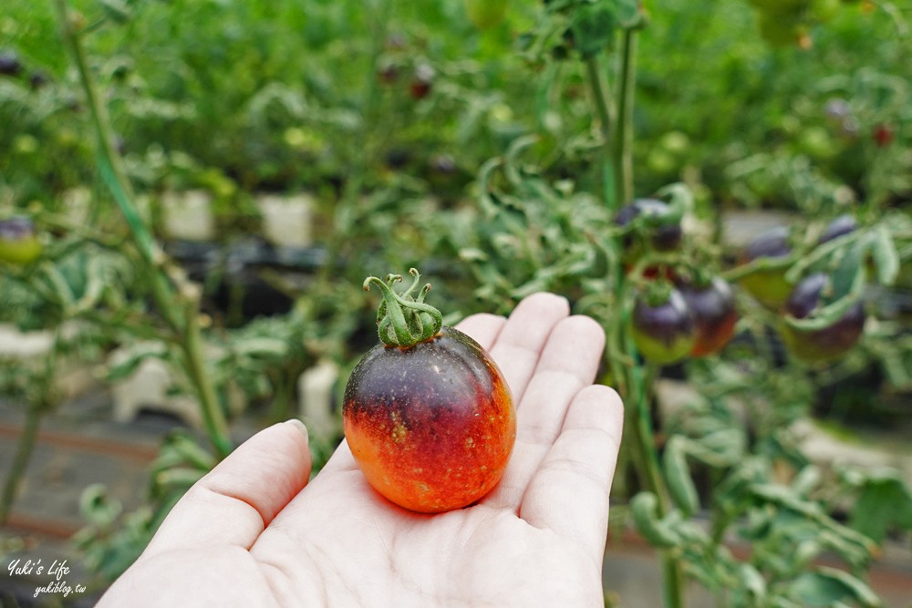 新竹關西景點》金勇DIY番茄農場~30多個品種番茄聯合國主題！番茄餐、搗麻糬(免門票) - yuki.tw
