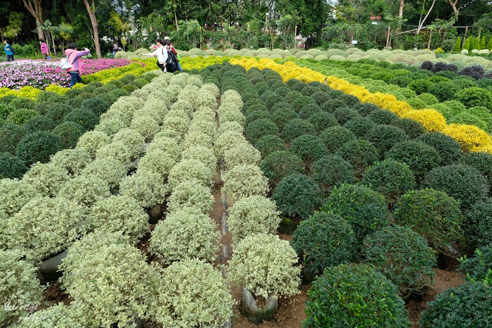 苗栗卓蘭景點【花露農場】精油城堡.仙霧池畔下午茶.一年四季不同主題超浪漫！ - yuki.tw