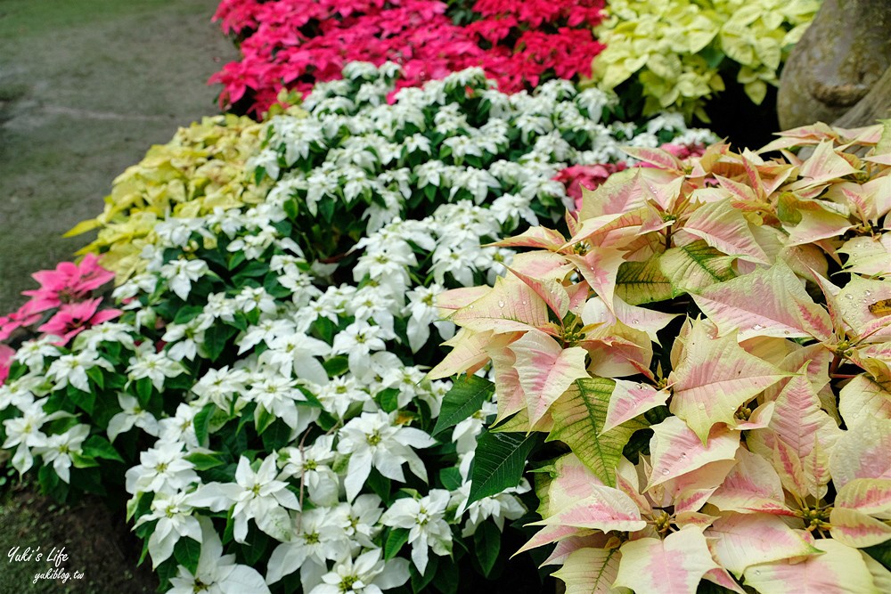 苗栗卓蘭景點【花露農場】精油城堡.仙霧池畔下午茶.一年四季不同主題超浪漫！ - yuki.tw