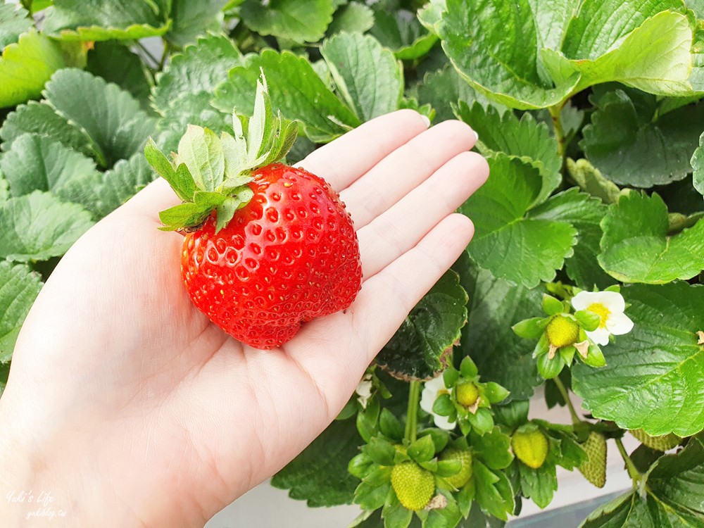 避開人潮來這採高架採草莓！QQ草莓園~很輕鬆方便，意外採到大草莓！ - yuki.tw